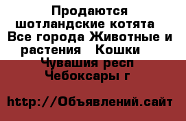 Продаются шотландские котята - Все города Животные и растения » Кошки   . Чувашия респ.,Чебоксары г.